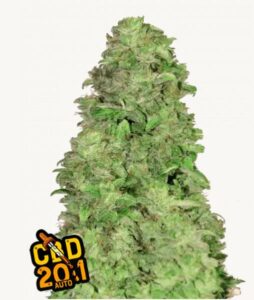 A dense, green CBD Auto 20 cannabis bud stands upright, its surface covered in leaves and trichomes. The background is white. Text reads "CBD 20:1 AUTO" with a small orange leaf icon.