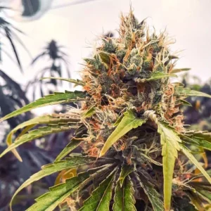 A CBG Force cannabis plant with dense buds and vibrant green leaves grows indoors, surrounded by other blurred foliage in the background.