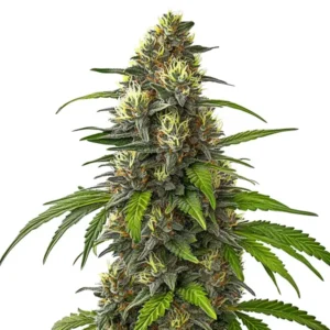 A close-up of a Cafe Racer Auto cannabis plant stands upright, showcasing dense buds with orange pistils and green leaves fanning out, set against a plain white background.