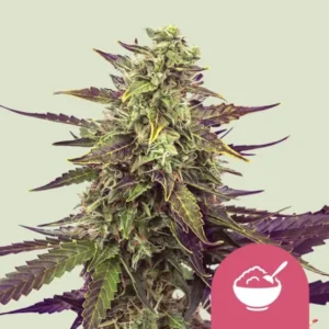 Cereal Milk Strain Cannabis plant showcases vibrant green and purple leaves, with dense buds in a studio setting; bottom-right features a pink icon of a bowl and spoon.