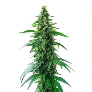 A tall Charlottes Web Strain cannabis plant with dense clusters of leaves and buds grows upright against a plain white background, highlighting its vibrant green color and detailed structure.