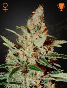Chemdog Strain Cannabis plant features dense buds with orange hairs and green leaves, standing upright against a dark background. Symbols for female and trophy are visible at the top corners.