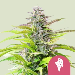 A vibrant Cookies Gelato Strain cannabis plant stands upright, surrounded by lush green leaves. In the bottom right corner, a pink icon features a white ice cream cone design.