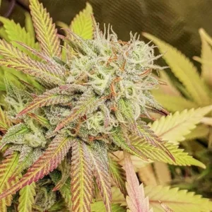 A Critical Orange Punch cannabis plant displays frosty trichomes and colorful, serrated leaves, predominantly green with hints of purple and yellow, in a close-up view. The background shows more similar foliage.