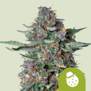 A dense Do Si Dos Auto Strain cannabis bud displays vibrant green leaves interspersed with orange hairs and shimmering trichomes, set against a pale background. A green icon with a hat symbol is visible.