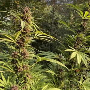 Tall Durban Dew cannabis plants grow outdoors, sporting dense clusters of vibrant purple buds surrounded by elongated green leaves in a lush, forested area.