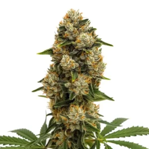 A dense Durban Poison Auto Strain cannabis bud with orange hairs and frosty trichomes grows upward, surrounded by dark green serrated leaves against a plain white background.