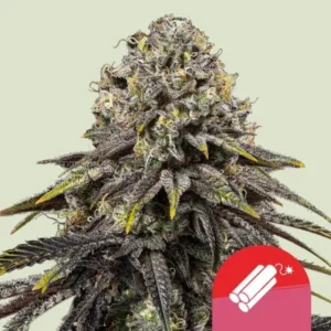 A dense Dynamite Diesel Strain cannabis bud displays frosty trichomes and dark leaves, suggesting maturity, against a pale background. A red icon with dynamite sticks is present in the lower right corner.