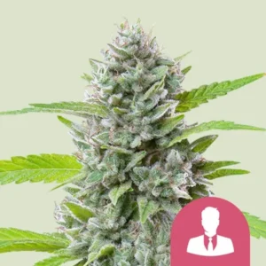 A dense El Patron Strain cannabis bud covered in trichomes and surrounded by green leaves sits against a light background. A pink icon of a suit-wearing silhouette is at the bottom right.