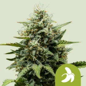 A frosty, mature Fat Banana Auto Strain cannabis bud stands upright, surrounded by green leaves. In the lower right corner, a green icon displays a banana symbol.