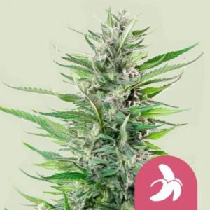 A Fat Banana Strain cannabis plant stands upright, displaying dense buds and slender leaves, set against a light background. A pink icon with a white banana symbol is in the bottom right corner.