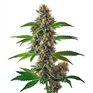 A Fat Bastard Auto Strain cannabis plant stands upright with dense, resin-coated buds and jagged green leaves, set against a plain white background.