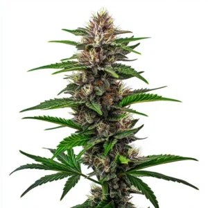 A Fat Bastard Strain cannabis plant, covered in dense, frosty buds and serrated green leaves, stands upright against a plain white background.