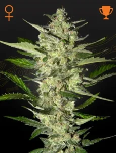 A tall Flowerbomb Kush Strain cannabis plant with dense, frosty buds stands against a dark background. Green leaves surround the buds. Symbols for female and trophy are displayed in the corners.