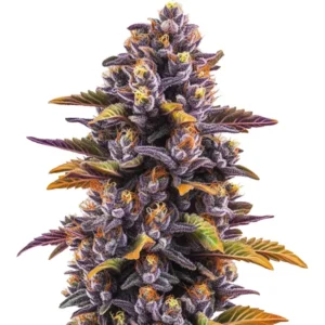 A dense cluster of Forbidden Fruit Strain cannabis buds displays vibrant purple hues and orange hairs, surrounded by colorful leaves. The buds exhibit a frosty, trichome-covered texture, set against a plain white background.
