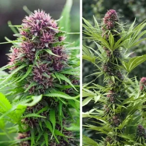 Dense Frisian Dew cannabis plants display vibrant purple and green buds; they grow among lush green foliage, suggesting a verdant garden setting.