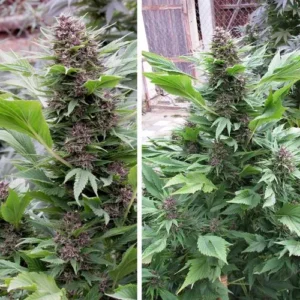 Dense, flowering Frisian Duck cannabis plants grow upwards outdoors, surrounded by green foliage and a wooden fence in the background.
