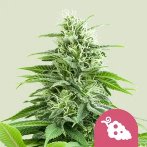 A Fruit Spirit Strain cannabis plant displays dense buds covered in white trichomes, surrounded by vibrant green leaves. A small pink icon with a white grape symbol is in the lower right corner.