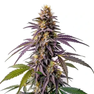 A Fruity Pebbles Strain cannabis plant with purple and green leaves and dense, colorful buds, standing against a plain white background.