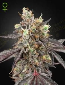 A Gelato 41 x Gelato 41 Auto Strain cannabis plant stands covered in trichomes and orange hairs against a dark background, with a green female symbol at the top left corner.