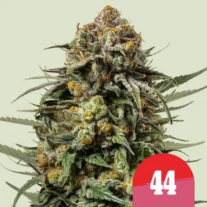 A dense, trichome-covered Gelato 44 Strain cannabis bud with orange hairs stands upright against a light background. A red badge with the number "44" is in the lower right corner.