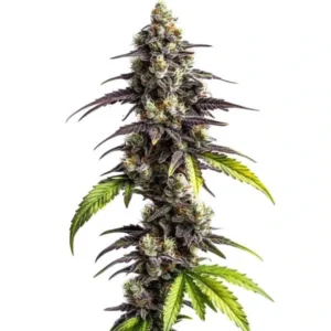A Ghost Train Haze cannabis plant stands vertically, covered in dense buds with purple and green leaves, against a plain white background.