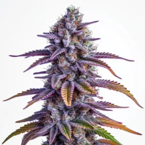 A vibrant Glookies Auto Strain cannabis bud with purple and green leaves stands upright, displaying dense trichomes and colorful pistils, set against a plain white background.