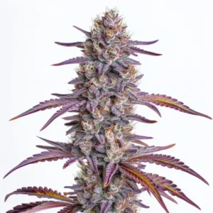 A large Glookies Strain cannabis bud displays dense purple and green leaves, interspersed with vibrant trichomes, set against a plain white background.