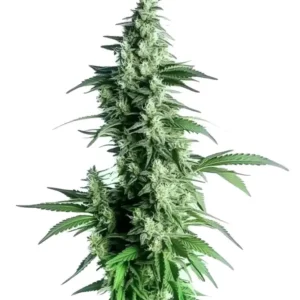 A tall Goji OG Strain cannabis plant, heavily budded and coated in frosty trichomes, stands upright. Surrounded by serrated green leaves, it is isolated against a plain white background.