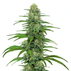 A tall Gorilla G4 Strain cannabis plant stands upright, showcasing dense clusters of green leaves and frosty white buds. It is set against a plain white background, highlighting its structure.