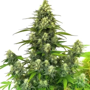 GG4 Autoflower cannabis strain with a tall main cola, multiple side branches, dense frosty buds, abundant trichomes and bright green leaves on a white background.