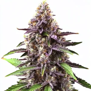 A vibrant Gorilla Punch Auto cannabis plant stands upright, displaying dense purple buds and green leaves, against a plain white background.