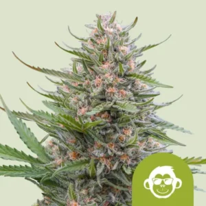 A Grape Ape Auto Strain cannabis plant with dense green buds and orange hairs, covered in frosty trichomes, stands against a light background. A green icon in the bottom right shows a monkey face wearing sunglasses.