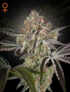 A dense, frosty cannabis bud with orange hairs and green leaves grows prominently against a dark background.