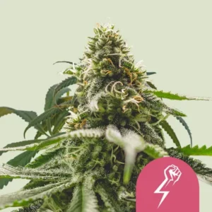 A dense, frosty Green Crack Punch Strain cannabis bud stands upright amidst green leaves; in the corner, a pink icon with a clenched fist and lightning bolt signifies energy or strength.