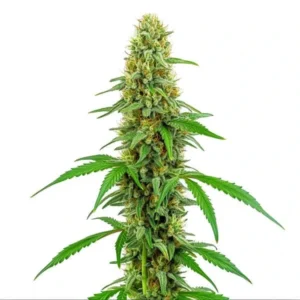 A lush Green Crack Strain cannabis plant stands upright, covered in dense buds and serrated green leaves, set against a plain white background.