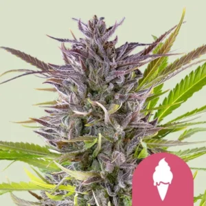 Purple-tinted Green Gelato cannabis bud displays vivid green leaves, highlighting its vibrant coloration. A pink circle with a white ice cream cone icon appears in the lower corner against a plain background.
