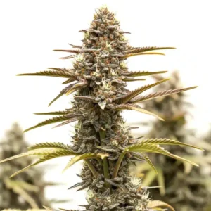 Grizzly Purple Kush cannabis plant with dense frosty buds