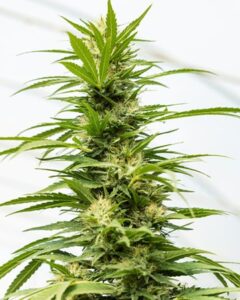 A tall Bruce Banner 3 Autoflowering cannabis plant grows upward, with lush green leaves and budding flowers, set against a soft focus light background.