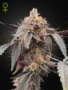A Guava x Gelato 41 Auto cannabis plant with purple-tinted leaves and trichome-covered buds stands out against a dark background. A green female symbol is in the upper left corner.