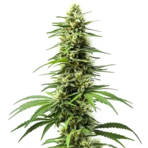 Harlequin cannabis plant with light green buds and long pistils