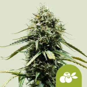 A Haze Berry Auto cannabis plant stands upright, showcasing dense green buds and leaves with white trichomes. A small green emblem with two white olives decorates the bottom right corner.