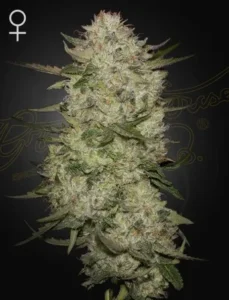 A densely budded Highcloudz Auto cannabis plant is covered in frosty trichomes, surrounded by dark green leaves. A female symbol is present in the top left corner, set against a dark background.