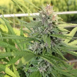 Hollands Hope Cannabis plant stands upright, covered in green and purple buds with spiky leaves, growing in an outdoor garden with blurred foliage in the background.