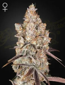 A detailed, frosty Holy Snow cannabis bud stands upright, displaying purple-tinged leaves under bright lighting, against a dark backdrop. A female symbol is in the top left corner.