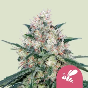 Honey Cream Fast Cannabis plant covered in frosty trichomes and orange pistils, standing upright against a plain light background; a pink icon of a bee is visible in the corner.