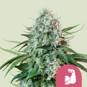 A dense, sticky Hulkberry Strain cannabis bud with frosty trichomes and green leaves grows upward against a plain background, with a pink icon of a flexing arm at the bottom.