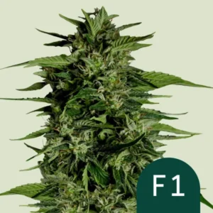 A dense, verdant cannabis Hyperion F1 Strain plant is shown with thick green leaves and budding flowers, set against a neutral background. "F1" is displayed in the lower right corner.