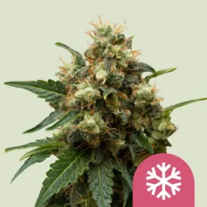 A Ice Strain cannabis bud covered in trichomes rests against a light green background. A pink icon with a white snowflake symbol is located at the bottom right corner.