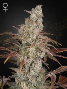 A frosted, dense Jacks Dream Strain cannabis bud with purple-tinted leaves grows upward against a dark background. A female symbol is in the upper left corner.